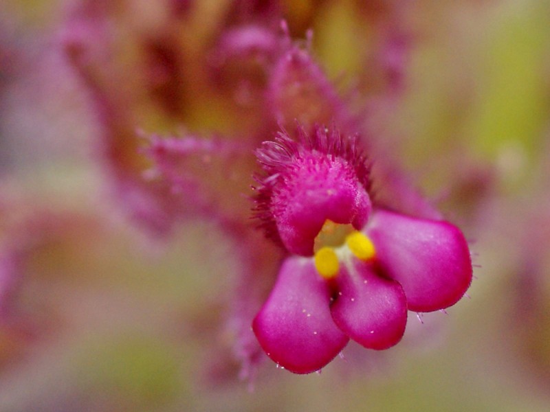 Parentucellia latifolia 3198.JPG