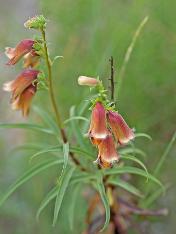 Digitalis obscura 3418.JPG