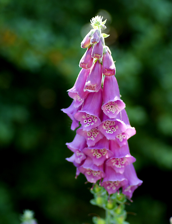 Digitalis purpurea 3953.JPG