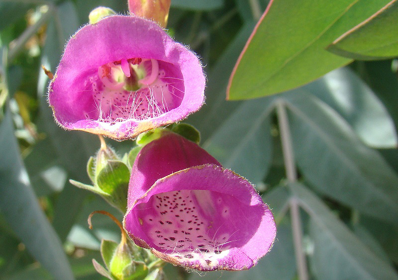 Digitalis purpurea 4537.JPG