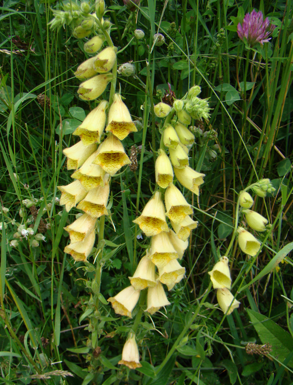 Digitalis grandiflora 6041.JPG