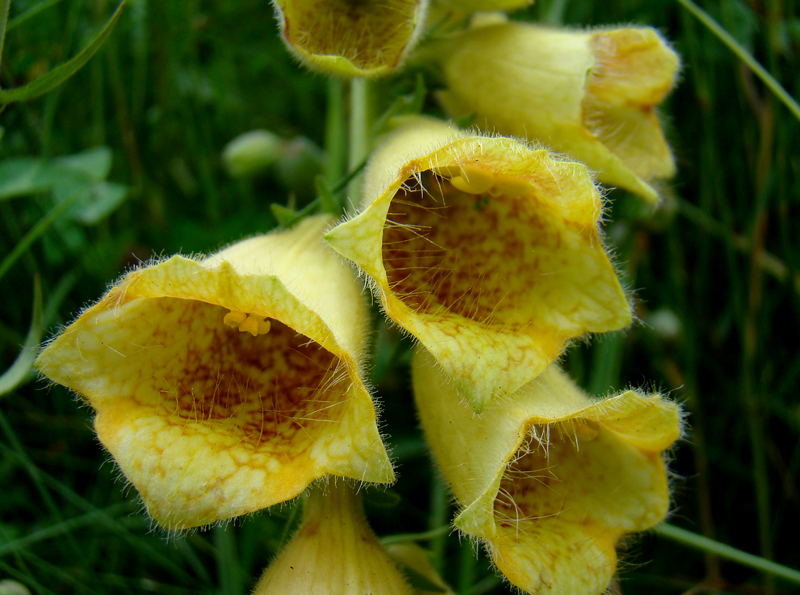 Digitalis grandiflora 6042.JPG