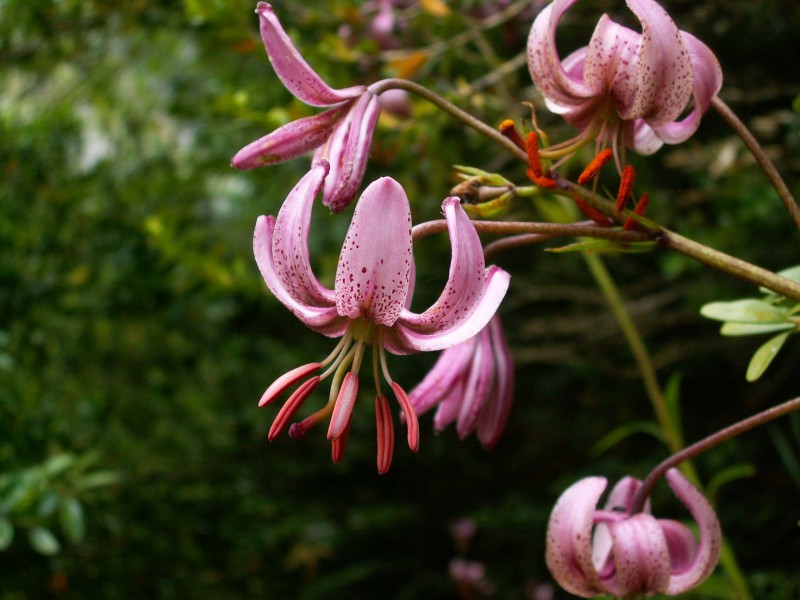 Lilium_martagon.jpg