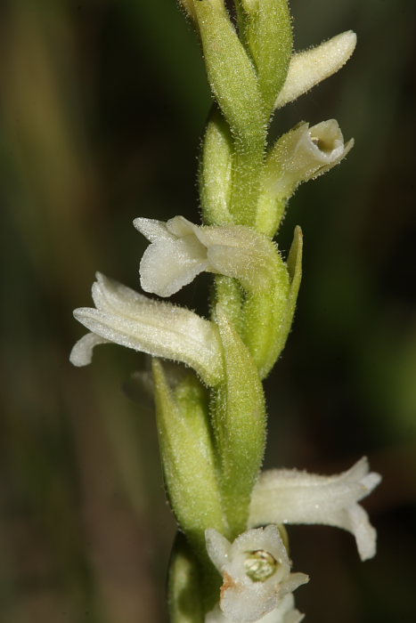 spiranthes aestivalis.JPG