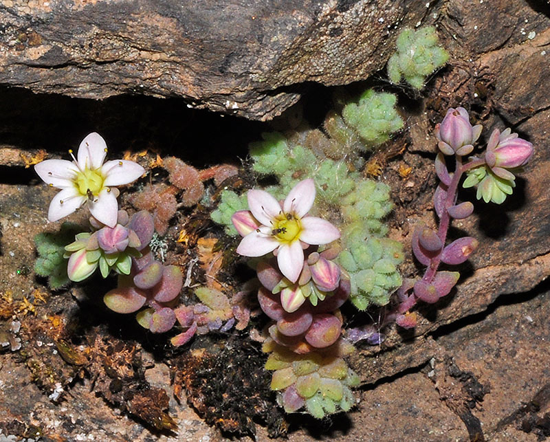 Sedum dasyphyllum L. subsp. glanduliferum (1).JPG