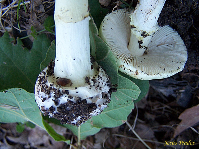 Amanita citrina (101104)_5.JPG