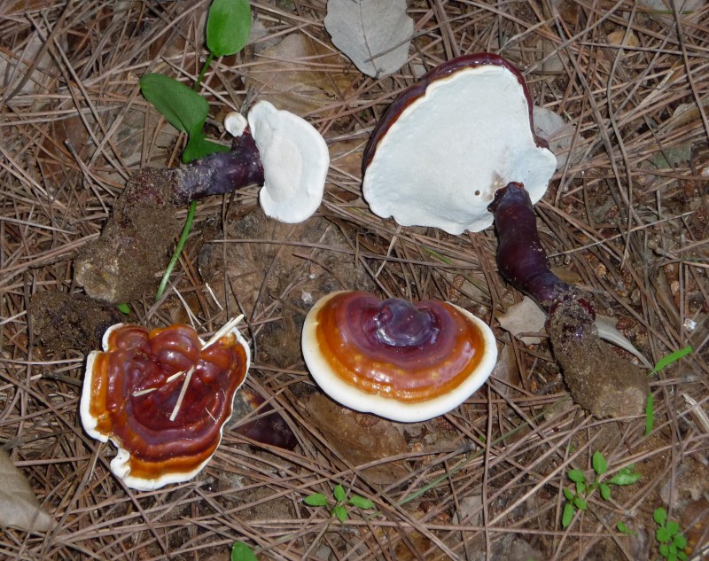 Ganoderma lucidum Nuñez.JPG