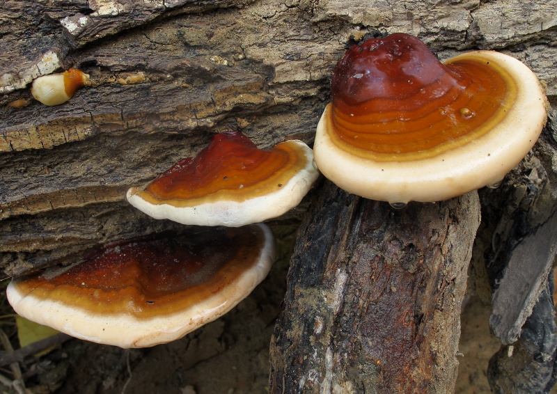 Ganoderma resinaceum.JPG